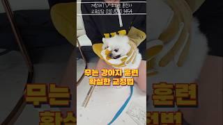 무는 강아지 악귀 퇴마 방법!!