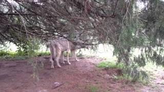 Howling at Howling Woods Farm