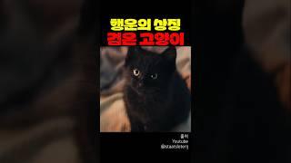 행운의 상징 검은 고양이