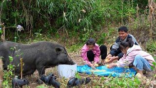 Find Newly Born Pigs, Harvest Tangerines to Sell at Market | Family Farm