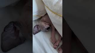Sphynx kitten sleeps  #sphynx #сфинкс #kitten #animalsvideo #canadiansphynx #catshorts