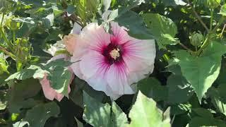 Midsummer Blooming Perennials at Walters Gardens Trial Garden