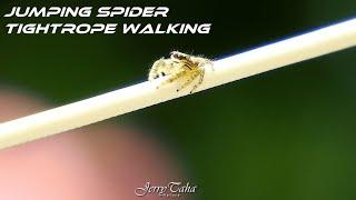 🟢 Jumping Spider - Tightrope Walking