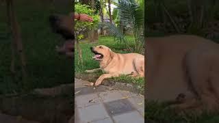 Labrador training session