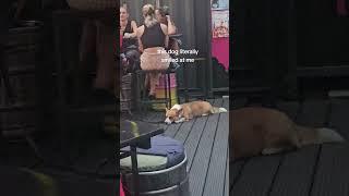 Smile dog returns  #shorts