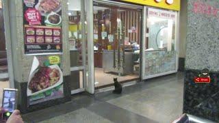 BLACK CAT UNABLE TO ENTER A RESTAURANT (#00031) #shorts #shortsfeed