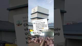 Cám heo thịt Usfeed lớn nhanh, nạc nhiều, giá thành rẻ #usfeed