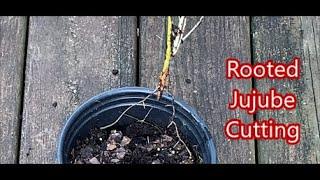 Rooting Green Jujube Cuttings