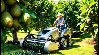 Farming and Processing MILLIONS of Avocados with Modern Technology | Farming Documentary