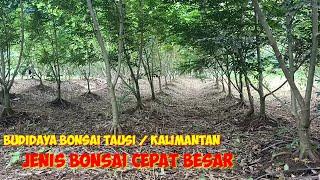 TAUSI / KALIMANTAN BONSAI CULTIVATION HUGE FAST