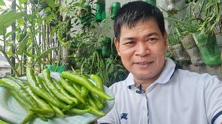 SIKRETO PARA MAGING HITIK SA BUNGA NG SILING PANIGANG: PLANTING, HARVESTING & COOKING (wt ENG subs)