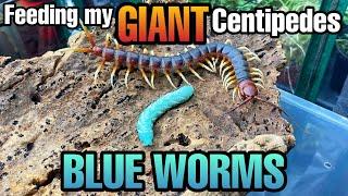 FEEDING GIANT CENTIPEDES GUMMY WORMS (Feeding Hornworms)