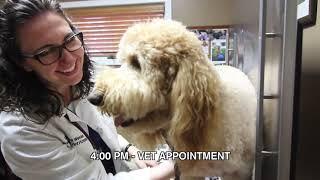 A Day in the Life of Riley--as he visits Union Lake Pet Services