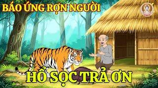 Hổ Sọc Trả Ơn – Và Quả Báo Rợn Người Của Kẻ Tham Lam | Hoạt Hình Cổ Tích Nhân Quả Báo Ứng