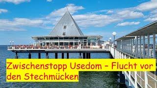 Stechmücken-Plage auf dem Weg nach Polen und dem Baltikum - Zwischenstopp Usedom