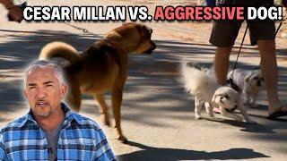 Aggressive German Shepherd That Bites And Barks At Everything! | Cesar 911 Season 4 Ep. 2 - Part 2