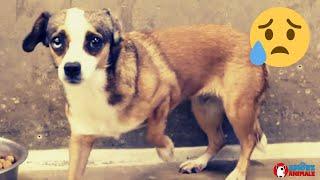 Abandoned and locked up in a kennel, she lives terrified of man ... Then the miracle!