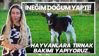 İneğim Doğum Yaptı! / Hayvanlara Tırnak Bakımı Yapıyoruz...