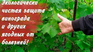 Эффективная защита винограда и ягодных от болезней без химии - это реально!