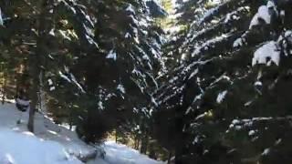 Буковель, поездка через лес. 1 февраля 2011.