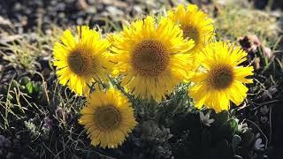 Centone Di Sonate, Op. 64, No. 1, Allegro maestoso - music by Niccolo Paganini - Elisabeth Kern-Roos