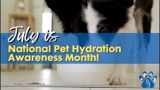 JULY IS NATIONAL PET HYDRATION AWARENESS MONTH | Pet Care Insurance