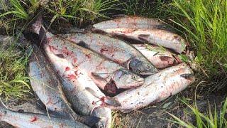 УМБА. РЫБАЛКА В УДОВОЛЬСТВИЕ ВСЕЙ СЕМЬЁЙ. "FISHING WITH THE WHOLE FAMILY."