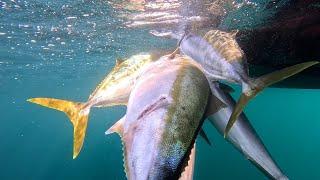 EXOTIC ALIEN ! YELLOWTAIL LACEDRA! VLADIVOSTOK 2023 SPEARFISHING (PART 2)