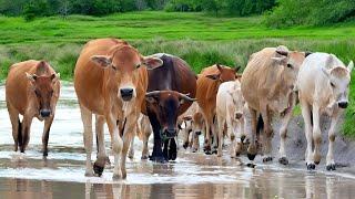 Video Mengiring sapi lembu di jalan, Suara Sapi Moo Memanggil kawanan, Sapi lucu berkeliaran