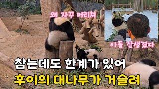 루이 후이의 팽팽한 대나무 줄다리기(어부바에서 쉘터에서)-오바오 방사장 정리 바빠-러바오의 먹방을 찍는 강바오