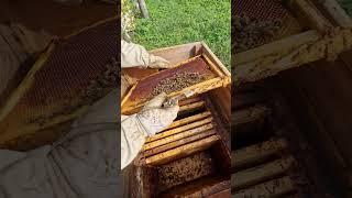 Очень слабая семья !!! #пчеловодство #bee #пчёлы #2024 #beekeeping #beekeeper #savethebees