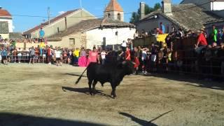 Bercial (Segovia). 26 de Julio de 2013. Suelta de novillos. Fiestas de Santa Ana