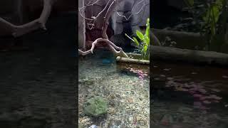 African Pygmy Gooses at the Detroit Zoo. May 2023