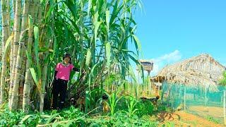 Harvesting Sugarcane at Home - Cleaning Sugarcane Goes To Market Sell | Tieu Lien