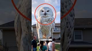 Top 5 Terrifying Birds Sound In The World 