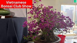 Bonsai Exhibition Vietnamese Bonsai Club Show April 2024 Melbourne