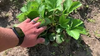 30 Day Garden Update