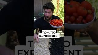  I tested growing tomatoes WITH and WITHOUT straw, and here are the results! #howtogrowtomatoes