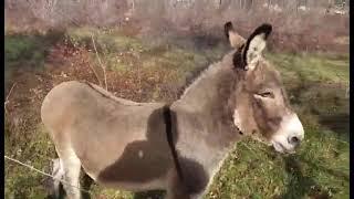 Jack the Donkey comes for a visit