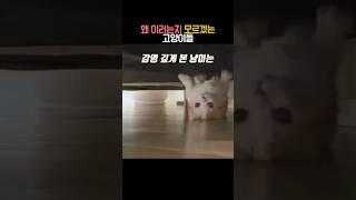 왜 이러는지 모르겠는 고양이들 #동물 #고양이