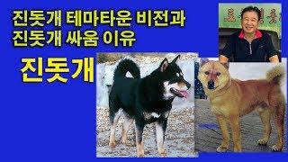 진돗개 테마타운비전과 진돗개 싸움 이유.송죽TV방송