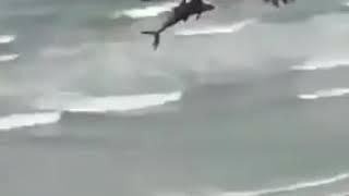 Un águila saca del agua a bebé Tiburón y se lo lleva entre sus garras. Esto en playa de Florida.