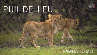 Puii de leu - Familia Lucaci // Canta Biblia 2