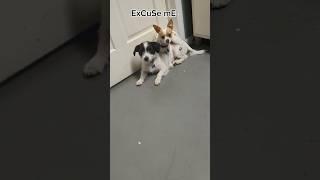 eXcUsE Me #lol #dog #2025 #xd #animal #pet #nerd #karen #silly #joke