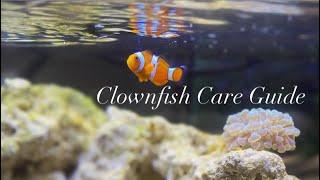 Introduction To Keeping Ocellaris Clownfish (Common Clownfish / Tank Raised Clownfish Care Guide)