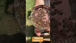 Матка под колпачком 