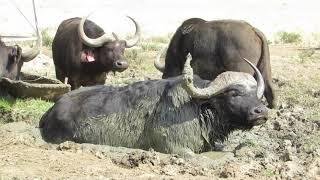 Cape Buffalo