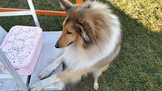 Rough Collie Jessie shedding. Regular brushing Rough collies.