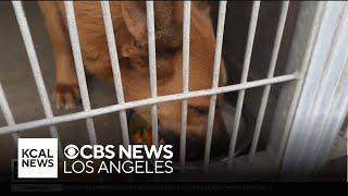 City of San Bernardino Animal Shelter serves up “Thanksgiving for the Animals”