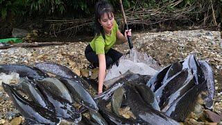 An 18-year-old village girl stopped a large stream of water to catch a huge school of fish to sell